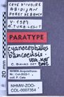 Etikette zu Pantolamprus cyanocephalus var. bancoensis (Girard, 2003) (NHMW-ZOO-COL-0007354)